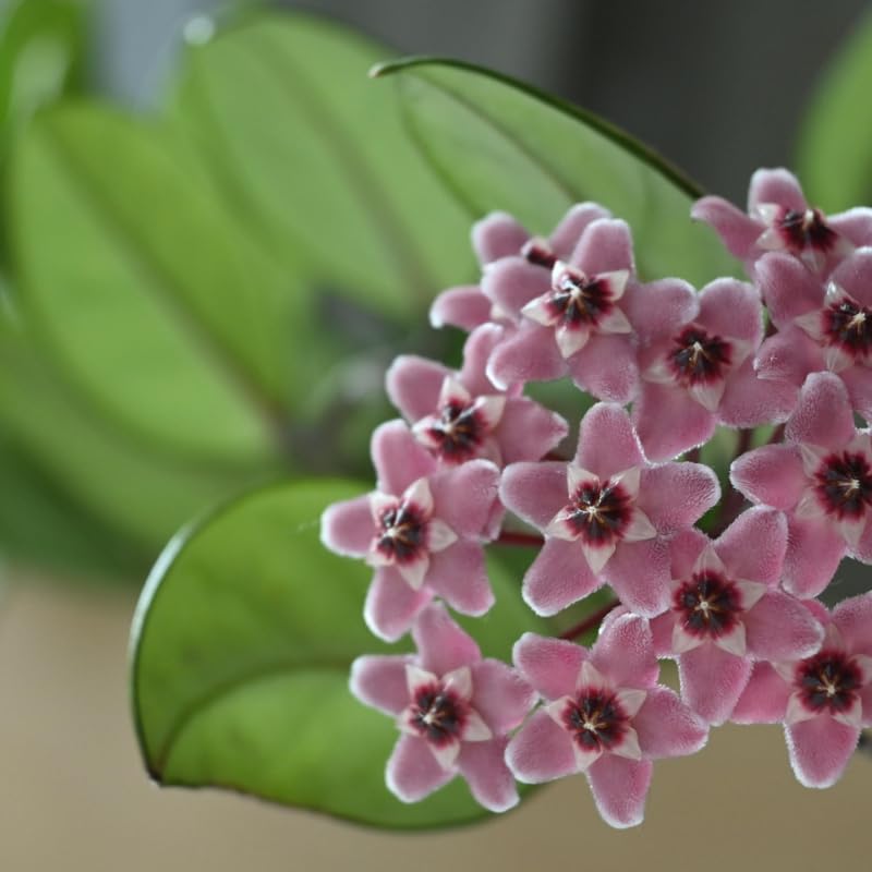Hoya Carnosa Plant, Live Hoya Carnosa Plants, 4-6 Inch for Ornament Indoor Outdoor