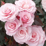 Pink Climbing Roses Live Plants 7 Months Old, Rose Bushes Ready to Plant 5-9" Tall, Very Fragrant, Can Grow As Climber or Bush Tree or Trellises, Walls, Fences
