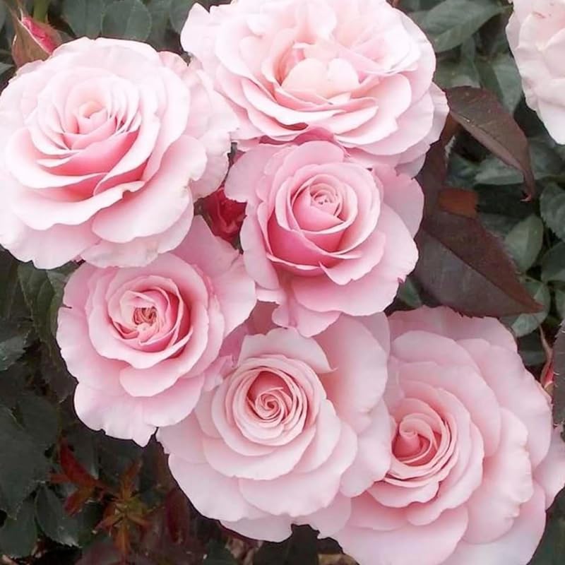 Pink Climbing Roses Live Plants 7 Months Old, Rose Bushes Ready to Plant 5-9" Tall, Very Fragrant, Can Grow As Climber or Bush Tree or Trellises, Walls, Fences