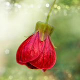 2 Abutilon Plants 5-9 Inches Tall - Lantern Trees Perfect for Enhancing Your Indoor and Outdoor Garden - Trailing Hanging Flower Vine (Pink Abutilon)