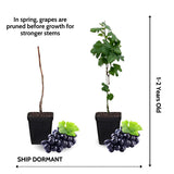 Grape Vine Plant Live for Planting, Grape Plant Live Grape Tree 1 to 2 Years Old, Grape Fruit Tree for Planting, Well-Rooted (Venus Grape)