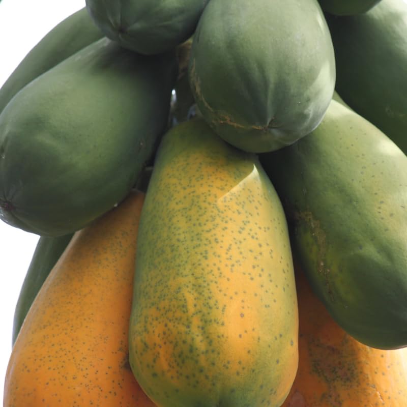 Dwaft Papaya Tree Live Plant 8 to 12 Inc Tall in Gallon Pot, Well-Rooted Fresh Fruit Plant Tropical Zones 9-11, No CA