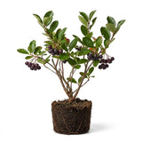 Set 12 Black Chokeberry Cuttings, Black Aronia Rooted Cuttings, Cold Hardy Berry Plant for Outdoor Garden