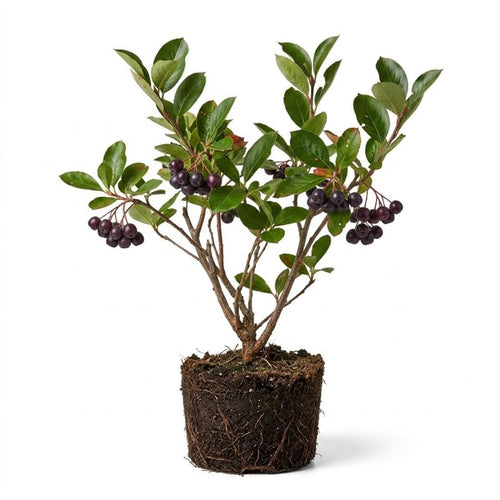 Set 12 Black Chokeberry Cuttings, Black Aronia Rooted Cuttings, Cold Hardy Berry Plant for Outdoor Garden