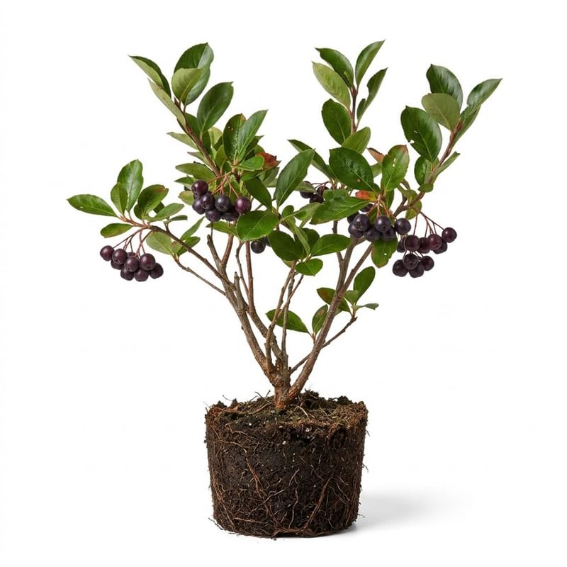 Set 12 Black Chokeberry Cuttings, Black Aronia Rooted Cuttings, Cold Hardy Berry Plant for Outdoor Garden