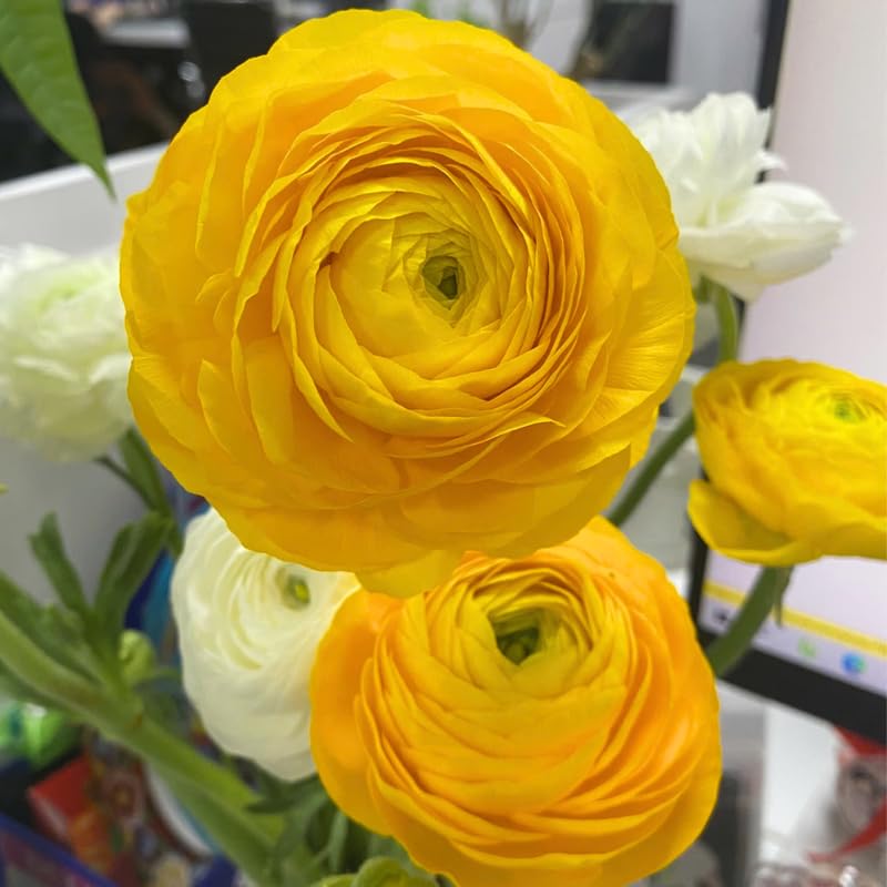 25 Yellow Large Ranunculus Bulbs for Planting, Ranunculus Corms, Buttercup Flower Bulbs Spring Fall Growing