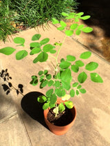 1 Dwarf Moringa Oleifera Plant Live in 4" Pot, Malunggay Drumstick Horseradish Tree Plant Live 6-12" Tall, No CA