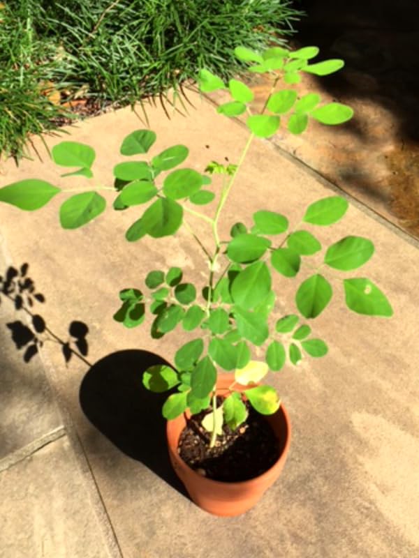 1 Dwarf Moringa Oleifera Plant Live in 4" Pot, Malunggay Drumstick Horseradish Tree Plant Live 6-12" Tall, No CA