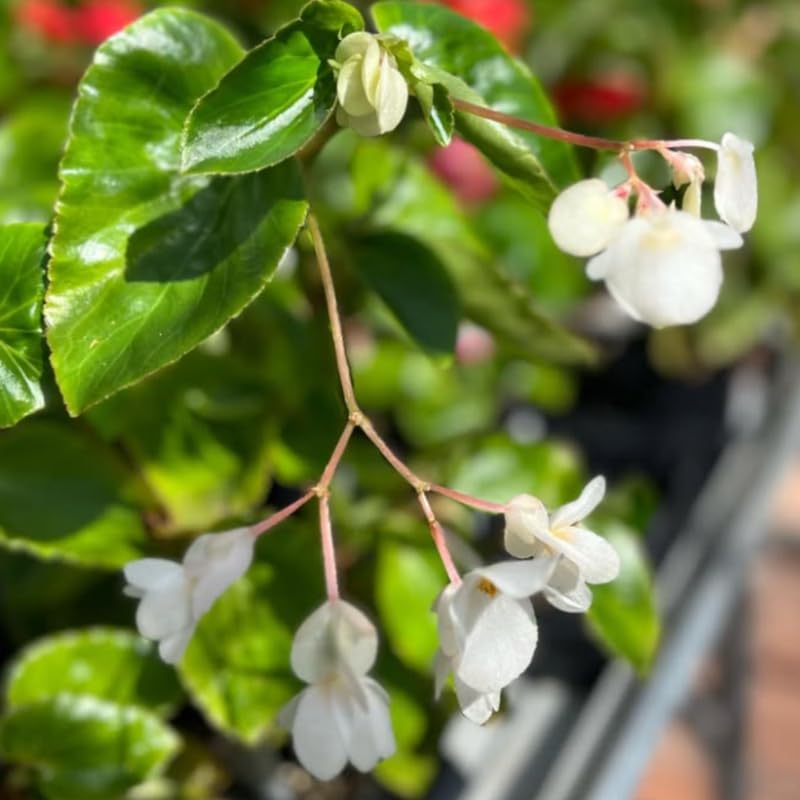 Begonia Plant Live 4" Pot, Colorful Foliage Begonia for Pot or Hanging Basket, Easy-Care Houseplant, Live Indoor Houseplant 6-8 Inch - Angel Wing