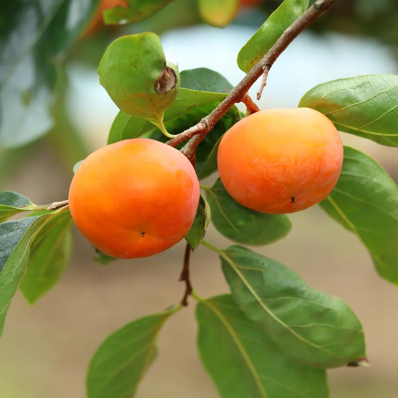 Live Persimmon Tree in Pot, 4 Ft Air-Layered Tree, Persimmon Fruit Live Plant Potted