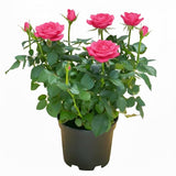 Mini Rose Plant Live, Miniature Rose Bush in 3" Pot, Indoor Outdoor Flowering Plant, Compact Live Rose for Gifts and Gardens
