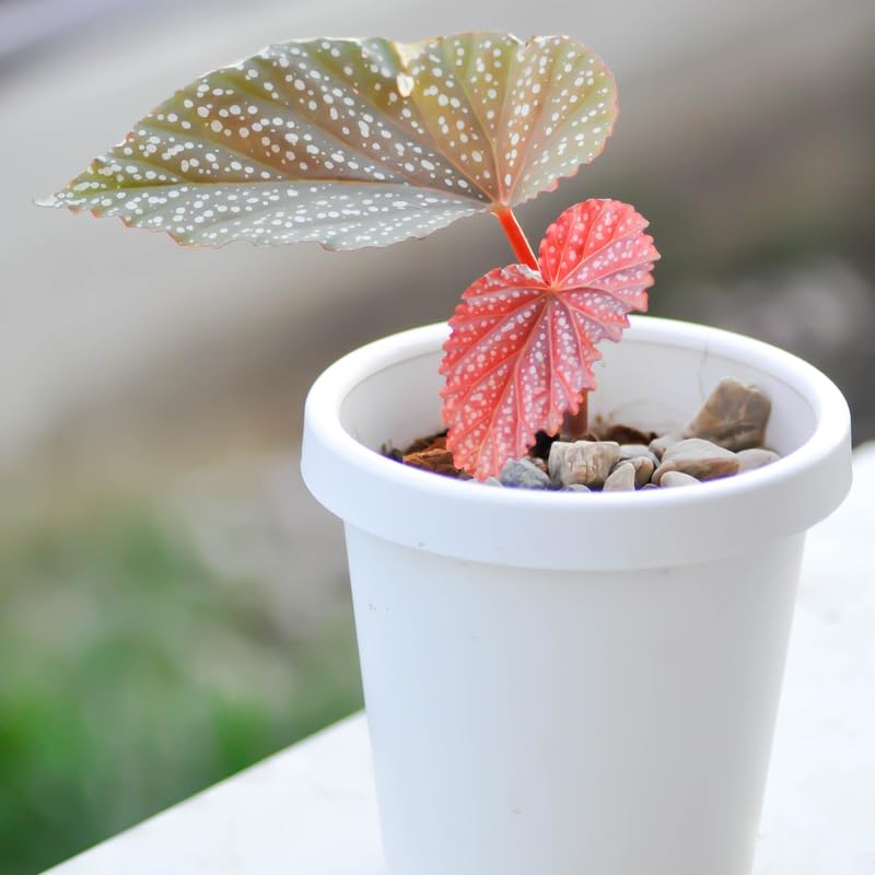Angel Wing Begonia Live Plant, Polka Dot Begonia Maculata Plants, 4-7" Starter Indoor Outdoor Houseplant Décor, Air-Purifying and Easy Care, Pink Polka Dot