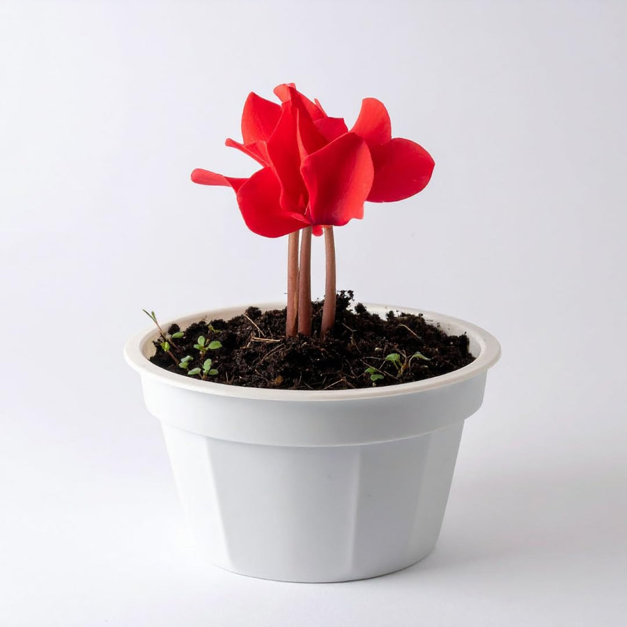 Live Red Cyclamen Plant, Cyclamen Flower Live Plant, Hardy Indoor Flowering Houseplant 5-7 Inches Tall,Ready to Grow