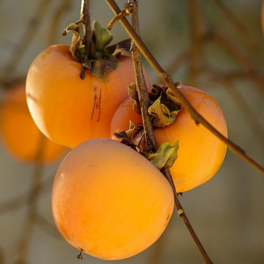 Sweet American Persimmon Trees Live Plants, 6"-14" Tall Persimmon Fruit Tree, Established Roots