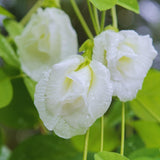 White Butterfly Pea Plant Live, 6 to 10 Inc Long Butterfly Flower Vine Plant Live Growing, 4 Inc Potted (Clitoria ternatea)