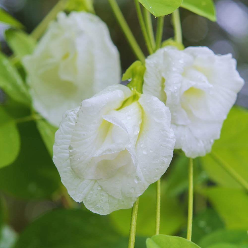 White Butterfly Pea Plant Live, 6 to 10 Inc Long Butterfly Flower Vine Plant Live Growing, 4 Inc Potted (Clitoria ternatea)
