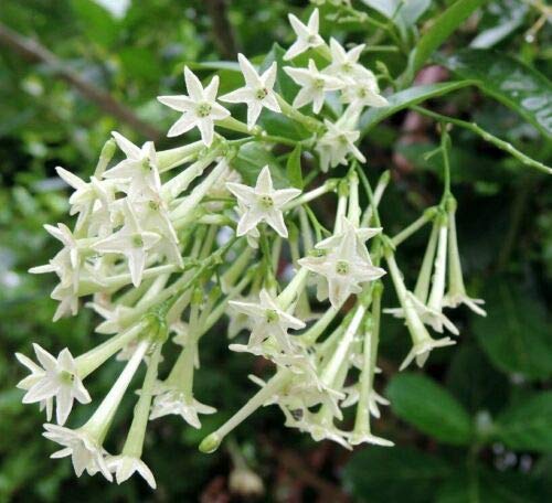 2 Cestrum Nocturnum Plants Live, Night Blooming Jasmine Plants Live, 5 to 8 Inc Tall