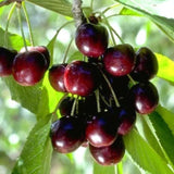 2 Black Cherry Trees Live Plant, Sweet Cherry Plant Live Fruit Tree, Bareroots Dormant 1-1.5 Feet Height, Wild Black Cherry Tree Plant for Planting