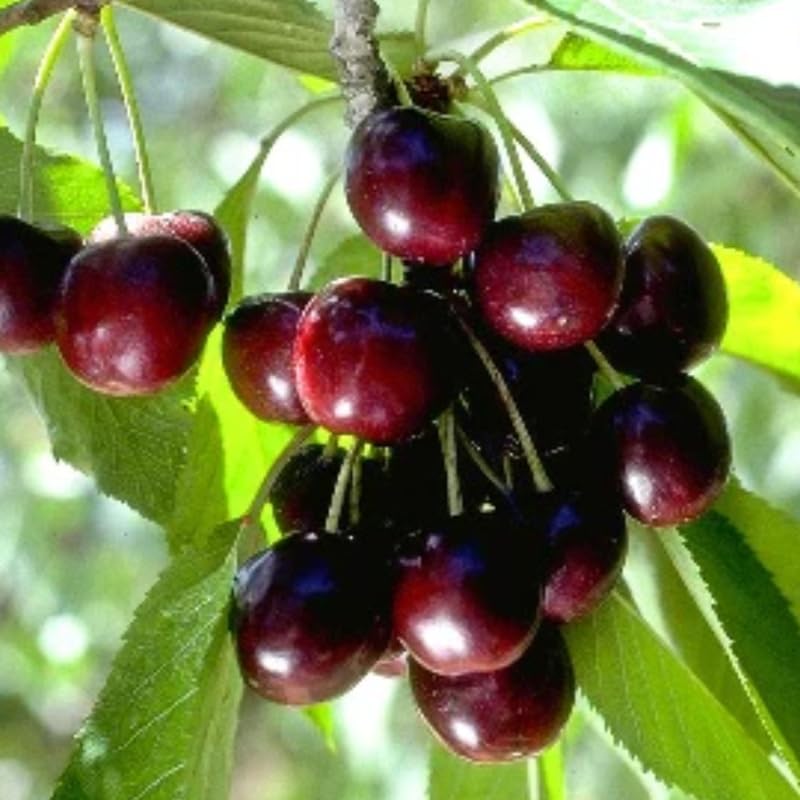 2 Black Cherry Trees Live Plant, Sweet Cherry Plant Live Fruit Tree, Bareroots Dormant 1-1.5 Feet Height, Wild Black Cherry Tree Plant for Planting