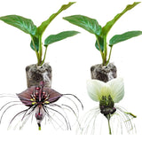8"-14" Tropical Assorted Bat Orchird Flower Plant Live, Assorted Bat Tacca Chantrieri Houseplant, Indoor Outdoor Growing