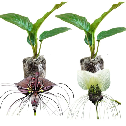 8"-14" Tropical Assorted Bat Orchird Flower Plant Live, Assorted Bat Tacca Chantrieri Houseplant, Indoor Outdoor Growing