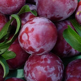 Sweet Santa Rosa Plum Trees for Planting, 12" to 24" in Height for Planting, Seedling Plums Gardening, Bare Root and Cold Hardy