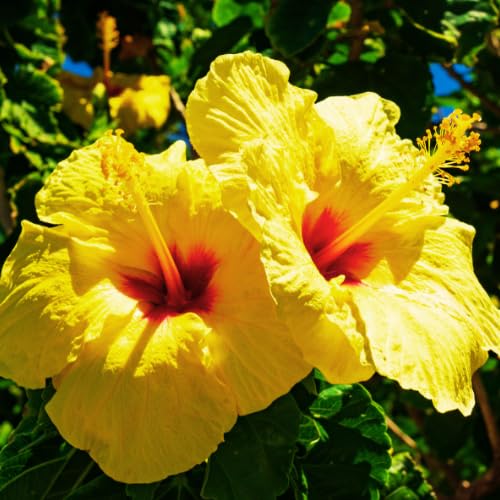 Hibiscus Flower Plant, Hardy Hibiscus Plants Live, Tropical Hibiscus Plant, Yellow Hibiscus - Zone 10 to 12, Size 5 to 7 Inch Tall