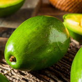 Avocado Tree Live Plant, Grafted Avocado Tree 3 Feet Tall in 3 Gallon Pot, Tropical Fruit Tree, Creamy Flavor