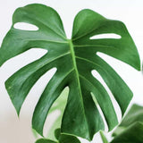 2 Swiss Cheese Plants Live, Monstera Live Plants, Swiss Cheese Philodendron House Plants for Planting, Rare Leaf Monstera 4 to 6 Leaves (Monstera Deliciosa Round Leaf)