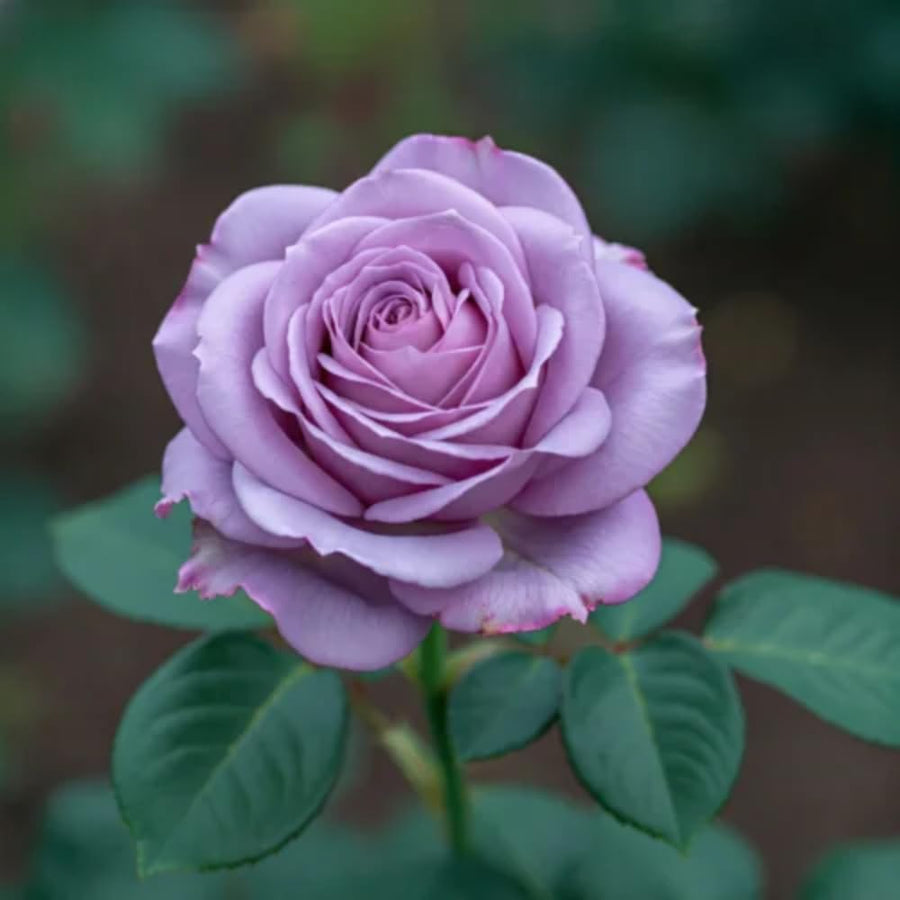 Miniature Rose Plant, Live 3.5” Potted Rose, Compact, Colorful Flowering Rose Bush for Indoor Outdoor Gardens (Purple)