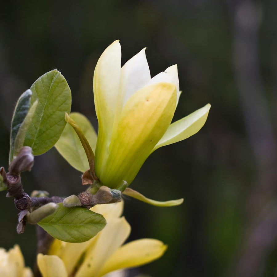 Yellow Magnolia Plant Live, Magnolia Flower Live Plant Pot 2.5'', Shrub Garden