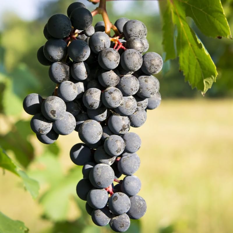 Grape Vine Plant Live for Planting Outdoor, Black Grape Plant Live Grape Tree 1 to 2 Years Old, Grape Fruit Tree
