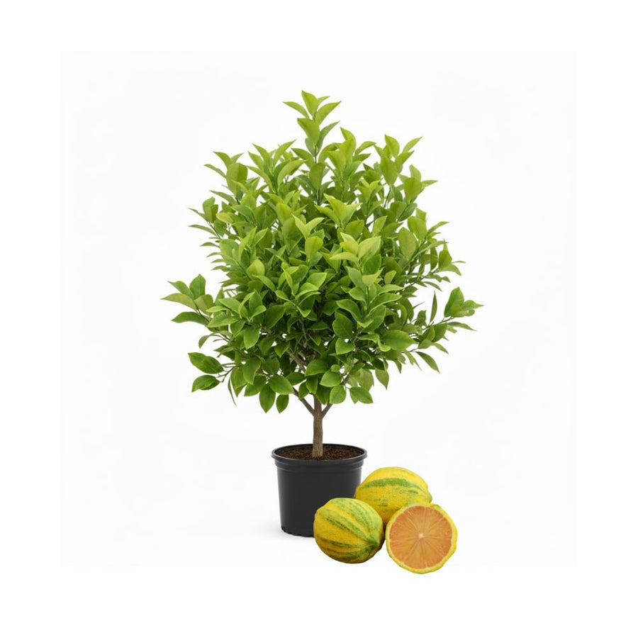 Lemon Tree Live Plant, 3-4 Feet Tall, Well Rooted Grafted Citrus Tree, Live Fruit Trees, Easy Care, Low Maintenance (Pink Variegated Lemon Tree)
