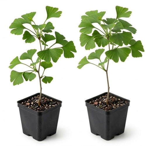 Pack 2 Ginkgo Tree Plant, Ginkgo Biloba, 6-12 Inch Tall Plant in Quart Pot, Hardy Ornamental Landscape Trees for Planting Outdoor