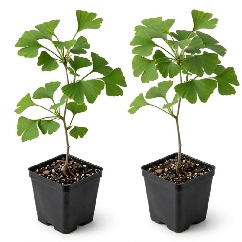 Pack 2 Ginkgo Tree Plant, Ginkgo Biloba, 6-12 Inch Tall Plant in Quart Pot, Hardy Ornamental Landscape Trees for Planting Outdoor