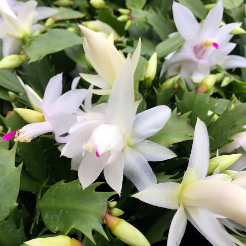 2 Christmas Cactus Plants Live, Holiday Blooming Indoor Plants Live Houseplants, Hanging Baskets Easy Care, Well-Rooted 5-8" Tall, No Pot, Bareroots, Single Stems (Purple Christmas Cactus)