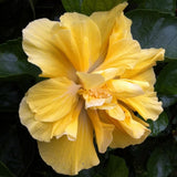 Hibiscus Live Plant, Hardy Hibiscus Flower Plant, Hibiscus Flowering Shrub 5-8 Inch Tall (Double Yellow Blooms)