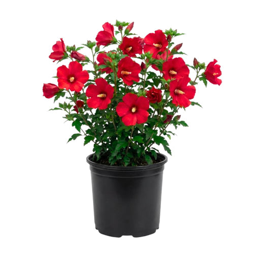 Red Rose of Sharon Plants Live, Rose of Sharon Tree Live Plant, 8-10 Inc Tall, Hardy Althea Flowers for Indoor Outdoor Planting