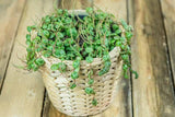 String Plant Live 4 Inch Pot, Rare Succulents Plants in Hanging Baskets, Trailing Succulent Houseplant for Home Office (String of Turtles)