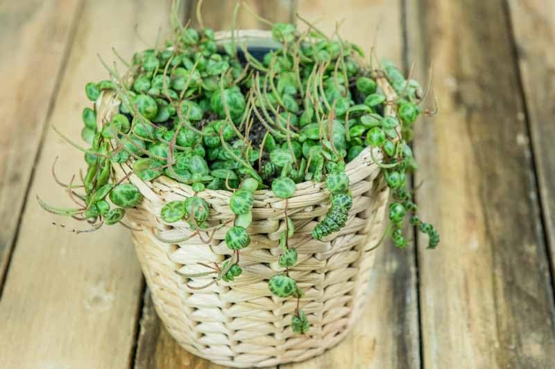 String Plant Live 4 Inch Pot, Rare Succulents Plants in Hanging Baskets, Trailing Succulent Houseplant for Home Office (String of Turtles)