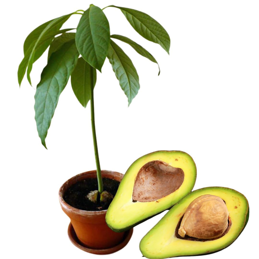 Avocado HASS Tree Live Plant Seedling Size 5-10 Inches in Tall, Cold Hardy Avocados Plant Tropical, Smooth Avocado