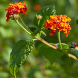 2 Lantana Plants Live, Perennial Live Flowering Lantana, Container Growing 4-9 Inch Tall - Orange