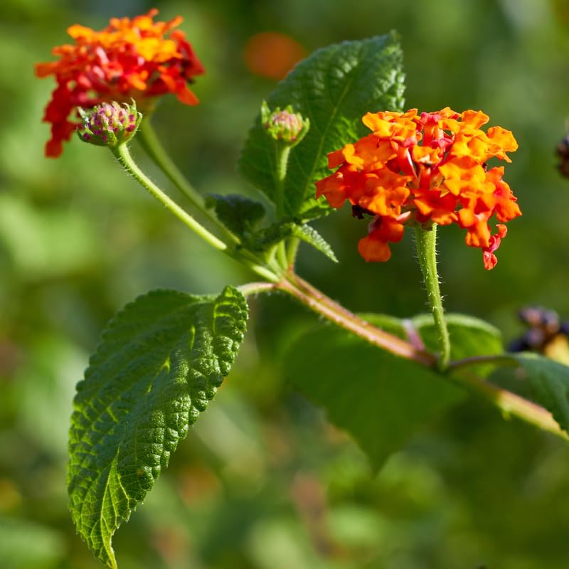 2 Lantana Plants Live, Perennial Live Flowering Lantana, Container Growing 4-9 Inch Tall - Orange