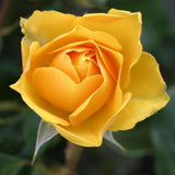 Fragrant Sunrosa Rose Bushes Plant Live, Gold Yellow Rose Climbing Flower Trees, Bright Golden Yellow Live Roses Bushes Bare Root Ready to Plant, 5-10 Inc Tall