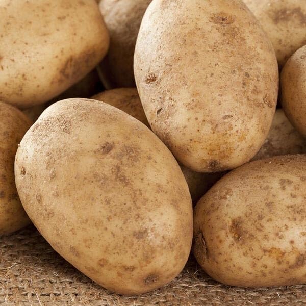 2 Pounds Russet Seed Potatoes for Planting, Heirloom, Vegetable Plant High Yields Potato Seeds Live Tuber Bulbs