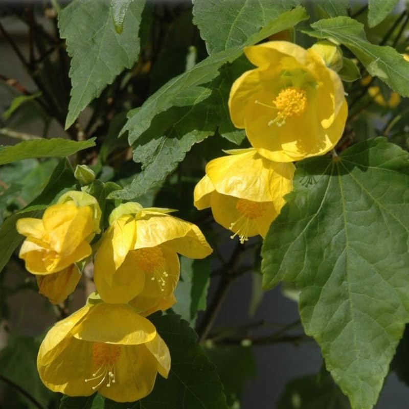 3 Abutilon Plants Live to Grow 5 to 9 Inch Tall, Lantern Abutilon Flowering Live Plants, Ornamental Abutilon Well Rooted Plug (Orange Abutilon Plants)