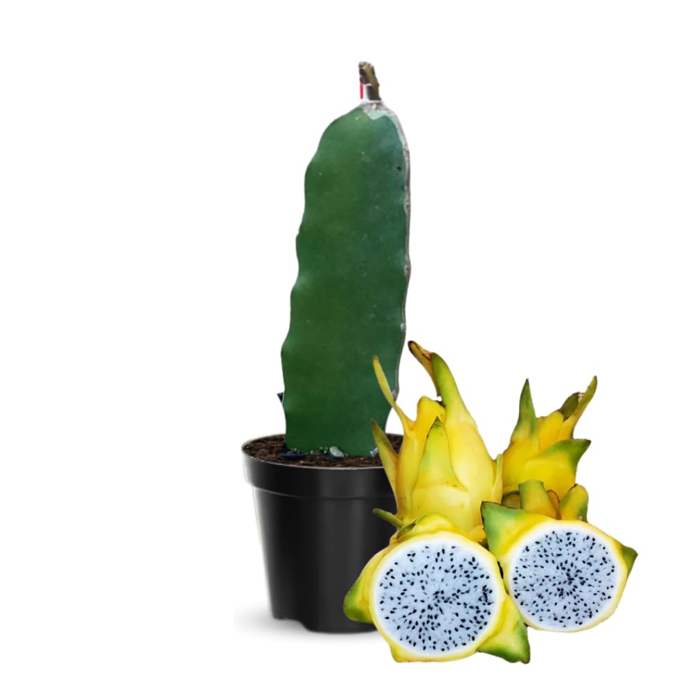 Yellow Dragon Fruit Plant Live Pot 4 Inc, Dragon Fruit Tree Gardening