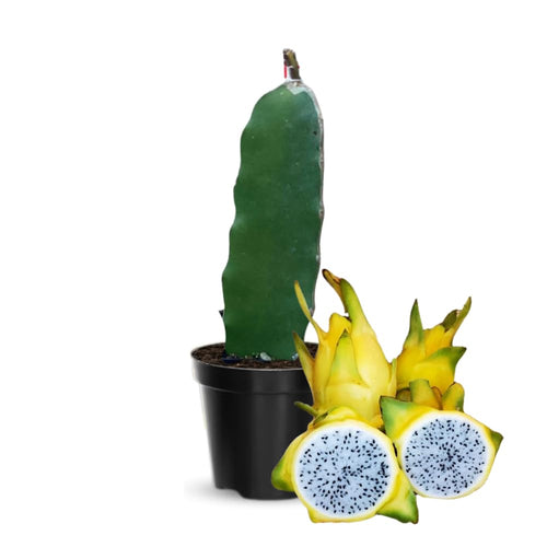Yellow Dragon Fruit Plant Live Pot 4 Inc, Dragon Fruit Tree Gardening