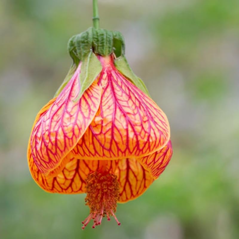 Stripe Orange Abutilon Live Plant, Abutilon Flowering Vine, Trailing Lantern Flower Well Rooted 5-7 Inch Tall