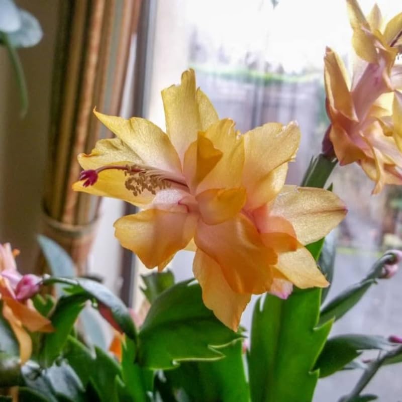 2 Live Yellow Christmas Cactus Plants, Yellow Christmas Cactus Plants Live, 4 to 6 Inch, Bare Root, Perennial Flower Holiday Succulent Plant, No Pot